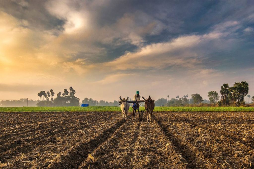 From Farm to Table: 5 Agri-Business Ideas with High Potential in Zambia